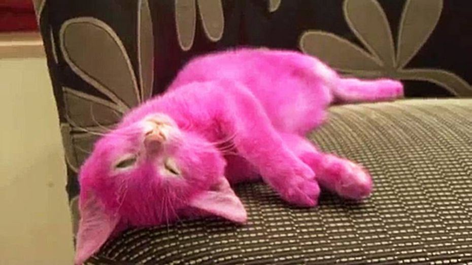 Kucing Mati Selepas Dicat Warna Merah Jambu Hot Topic Cari