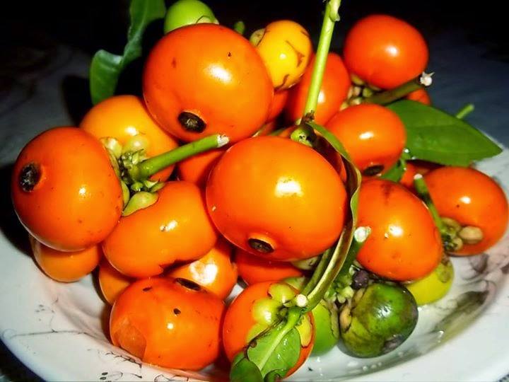 Carian Yang Dijumpai Untuk: 'Budak Tomato