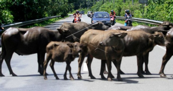 Motosikal Langgar Kerbau Penunggang Maut Tiga Lagi Cedera CariDotMy