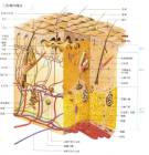 伤害人体五大原因之五：阻塞毛孔