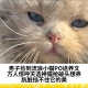 男子捡到流浪小猫PO送养文，万人惊呼天选神猫抢破头想养：肮脏挡不住它的美