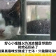 好心小姐姐以为流浪猫是邻居的，就给还回去了，结果真猫咪反倒成了乞丐，只能翻垃圾吃