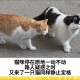 猫咪停在原地一动不动，路人疑惑之时，又来了一只猫同样静止定格