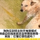 狗狗见到饲主秒开电臀模式，边倒退边狂摇屁屁还自带猥琐表情……网友：它懂它很性感吗？