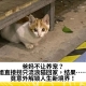 爸妈不让养宠？姐直接拐只流浪猫回家，结果……竟意外解锁人生新境界！