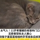 太气人！11岁老猫被扔收容所门口，志愿者怒批主人狠心，看到笼子里歪歪扭扭的手写纸条后却哭了