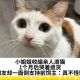 小姐姐收编亲人浪猫，1个月后哭着退货，网友却一面倒支持前饲主：真不怪她