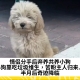 情侣分手后弃养共养小狗，小狗靠吃垃圾维生，苦盼主人归来... 半月后奇迹降临