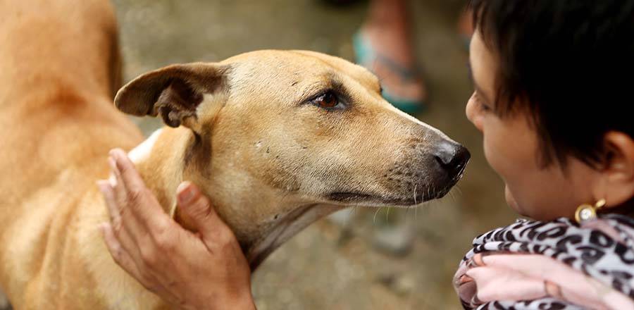 Stray-Dogs-Feature.jpg