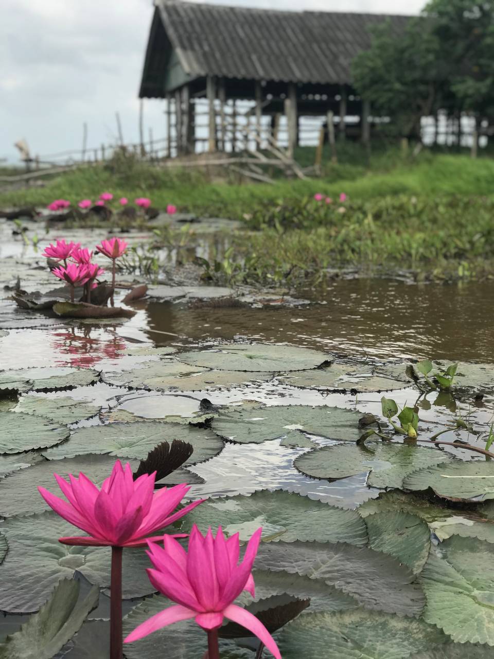 莲花盛开季节是4月，当莲花盛开时，整个湖都是粉红色的莲花，看了也不禁觉得心花怒放。