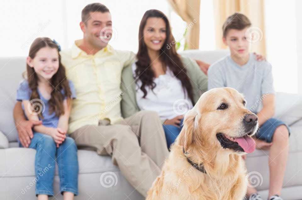 family-dog-watching-tv-together-happy-living-room-50493177 (2).jpg