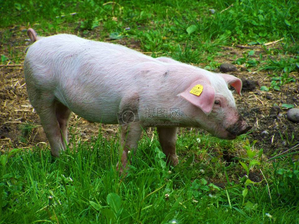 pig 猪.jpg