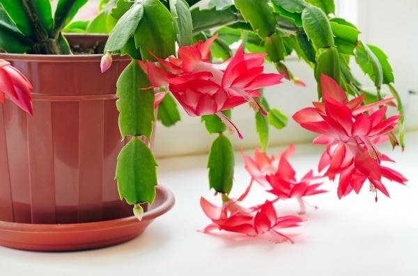 圣诞节仙人掌 Christmas Cactus