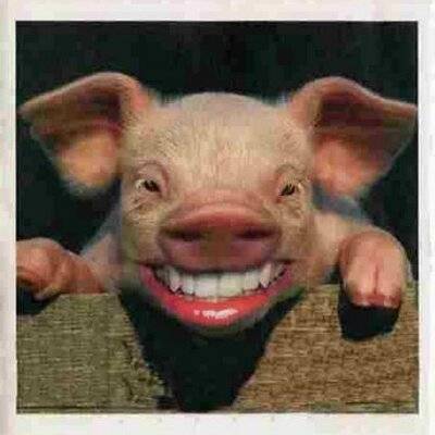 笑脸猪.jpg