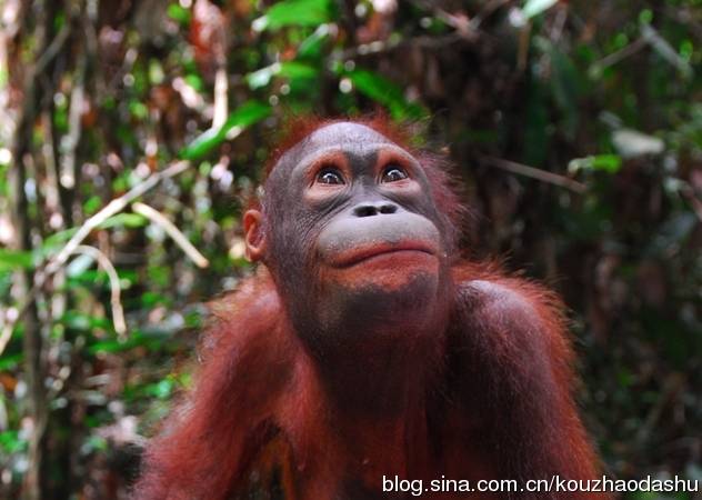 马来西亚国宝 Orang Utan 1.jpg