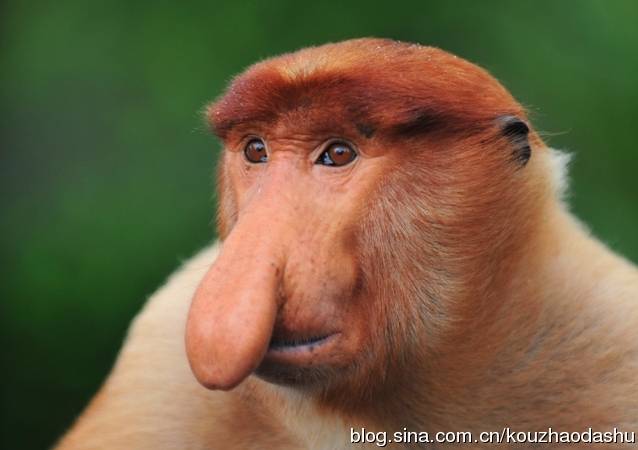马来西亚国宝 长鼻猴 1.jpg