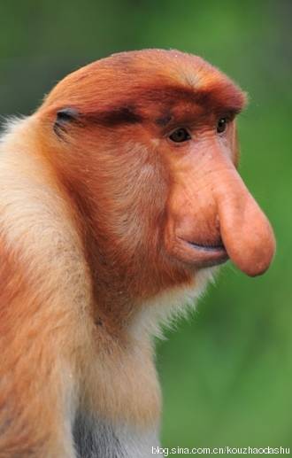 马来西亚国宝 长鼻猴 4.jpg