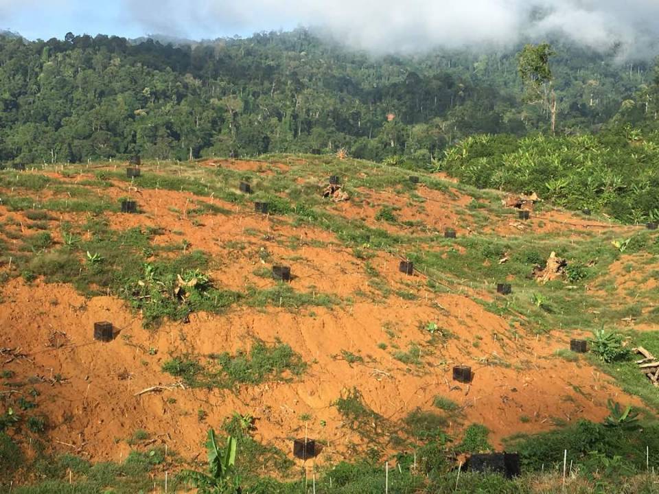 已经种植了400多棵猫山王榴莲苗