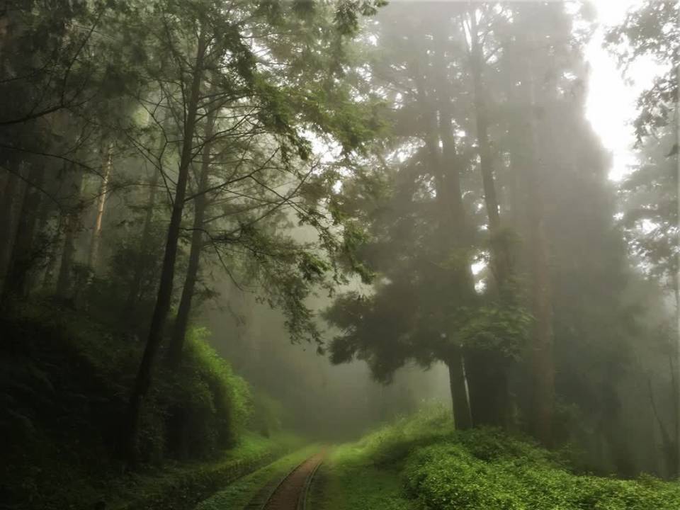 1-1 阿里山旅遊-水山巨木。（圖／Tripbaa趣吧！亞洲自由行專家）.jpg