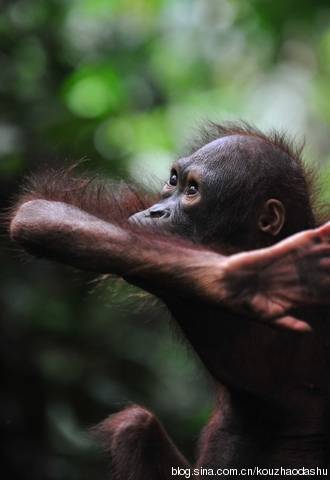 马来西亚国宝 Orang Utan 3.jpg