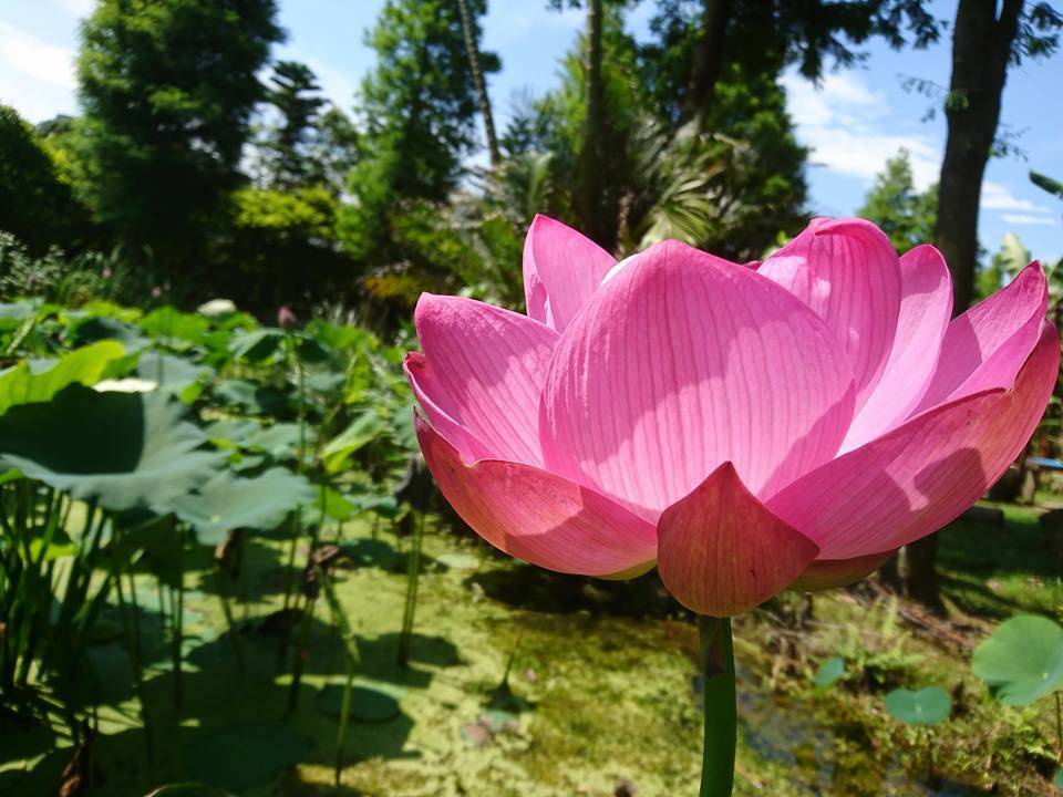 0-1 桃園蓮花季。（圖／Tripbaa趣吧！亞洲自由行專家）.jpg