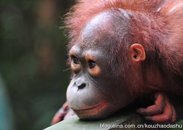 马来西亚国宝 Orang Utan 2.jpg