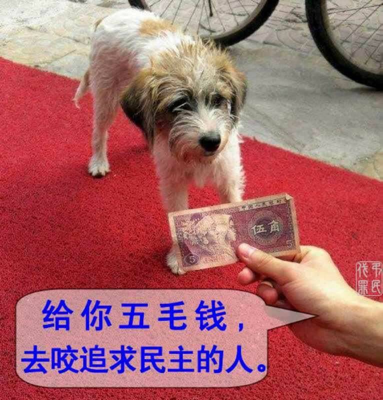 dog china1.jpg