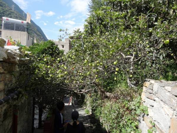 居民屋后的苹果树.JPG 居民屋后的苹果树.JPG