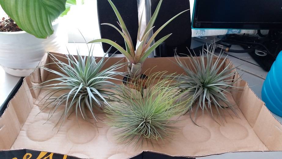 AIr Plants.jpg