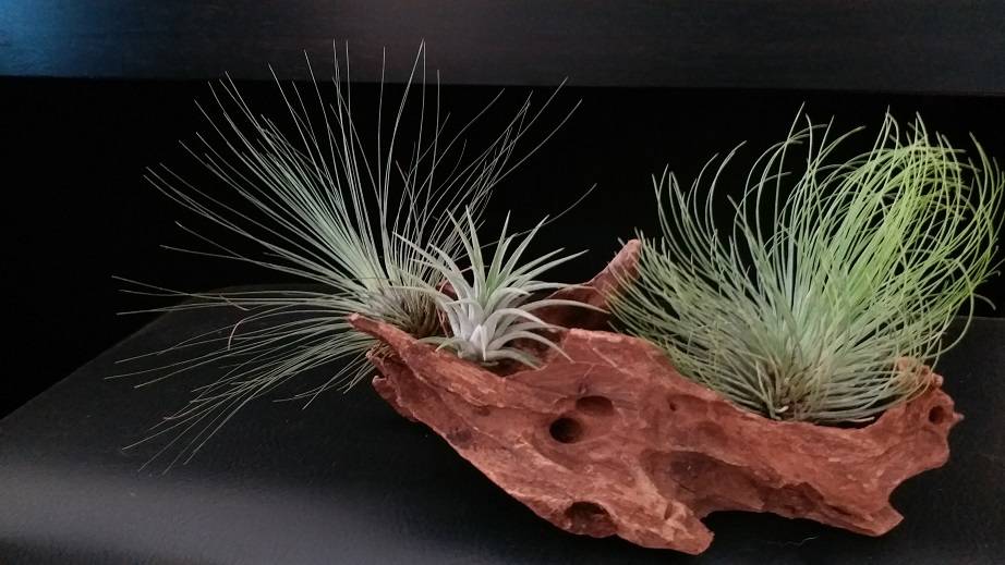 AirPlant-1.jpg