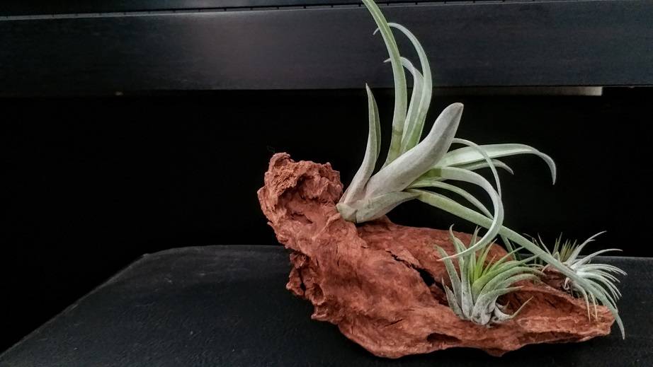 AirPlant-2.jpg