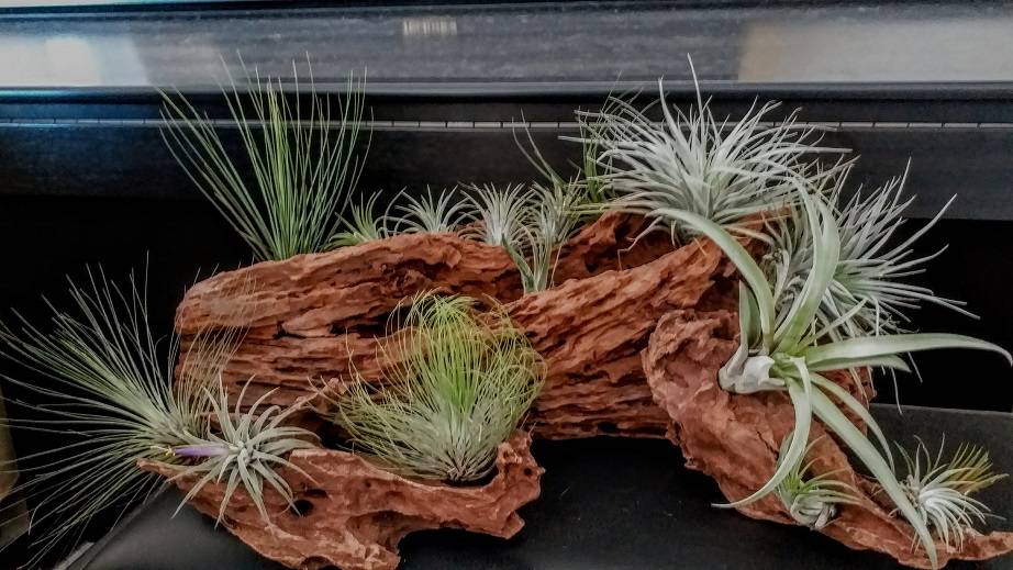 AirPlant-4.jpg