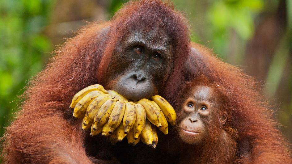 ww-primates-orangutans.adapt.945.1.jpg