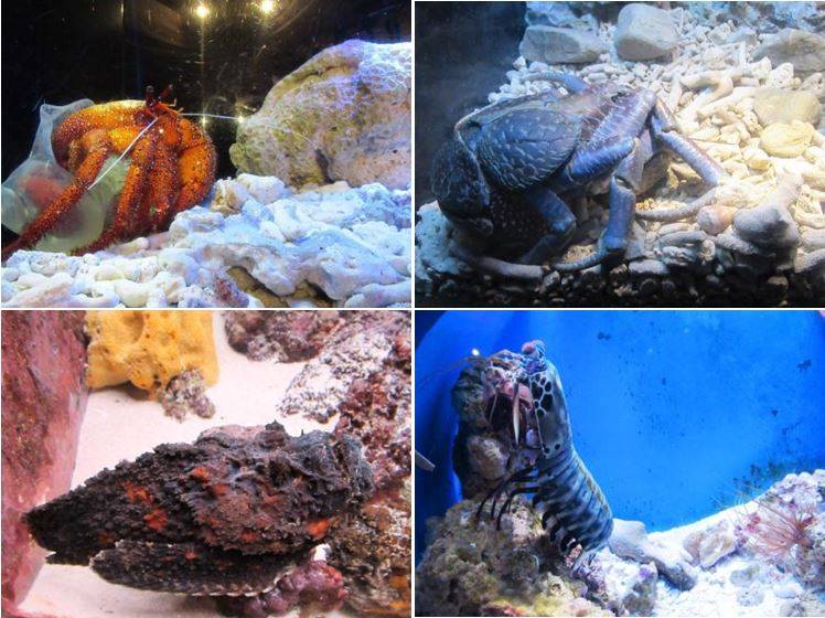 Churaumi Aquarium_1.jpg