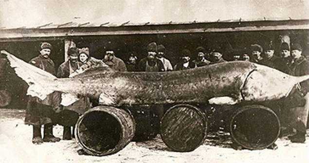 Beluga-Sturgeon-1922.jpg