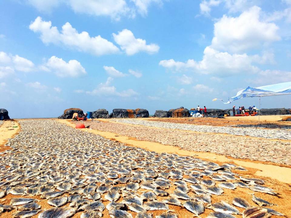 Negombo 渔港