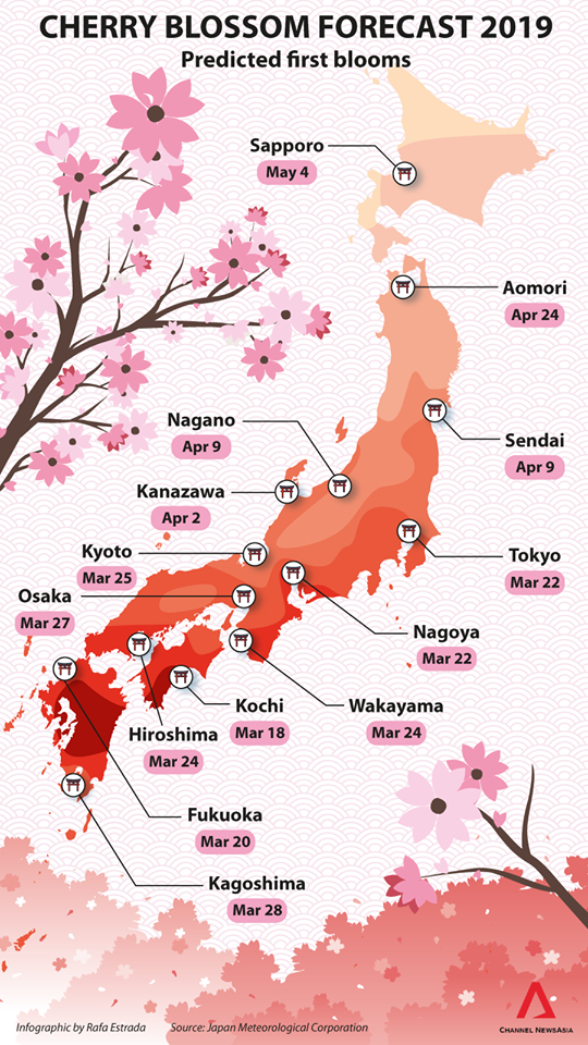 sakura1.png