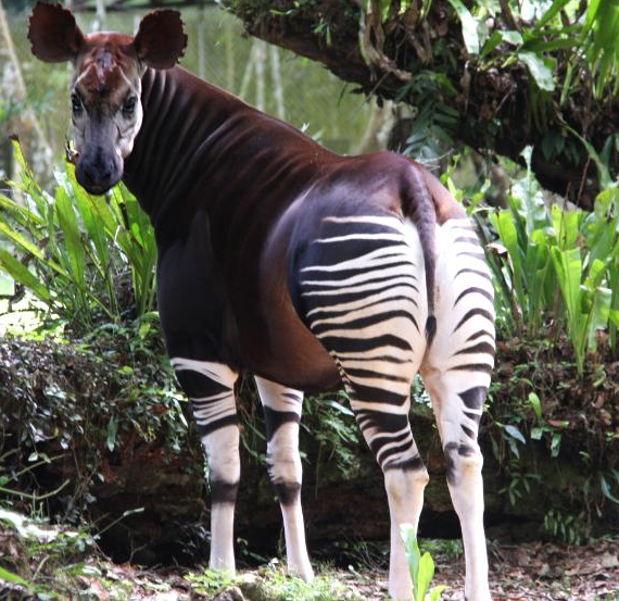 okapi1.PNG
