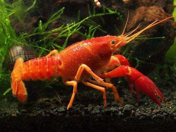 Red-Crayfish_1024x1024.jpg