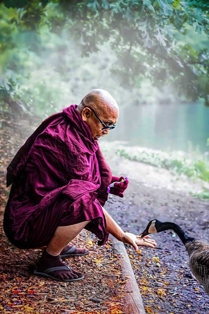 Sayadaw-feeding-duck-@-Niagara-Parks.jpg