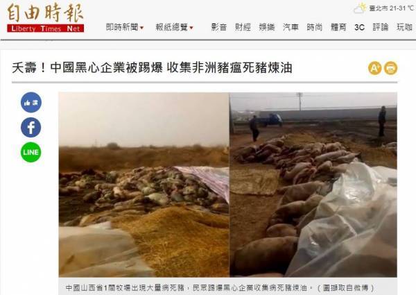 夭壽！中國黑心企業被踢爆 收集非洲豬瘟死豬煉油.jpg