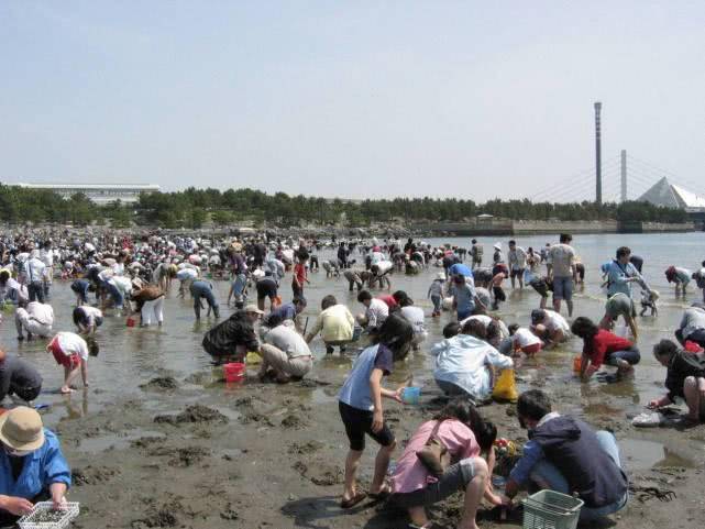 中国游客狂挖日本牡蛎 满地都是壳让当地居民怒了.jpg