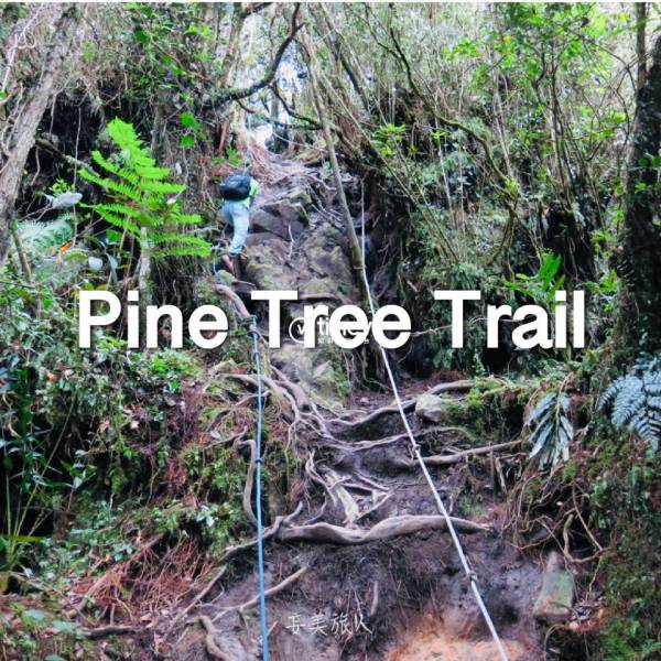 松树小径 Pine Tree Trail 