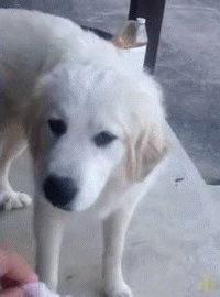 iSuQMDu.gif