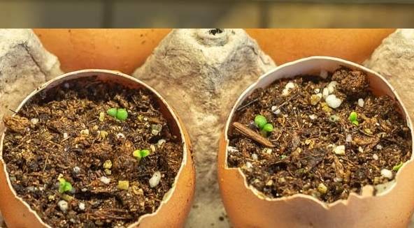 eggshell-planters-germinated.jpg