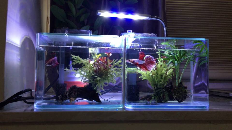 Betta Fish Tank.jpg