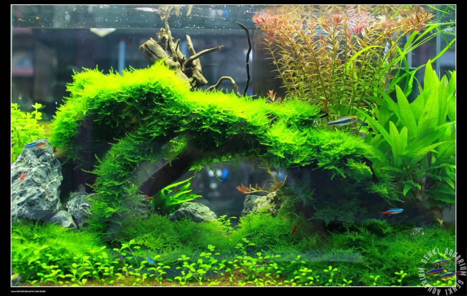 Fish Tank 2.jpg