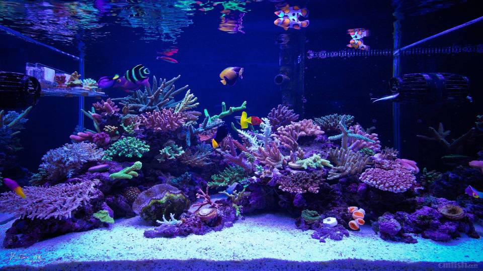 Reef Tank.jpg