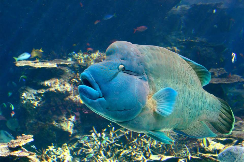 dive-with-maori-wrasse-big-fish.jpg