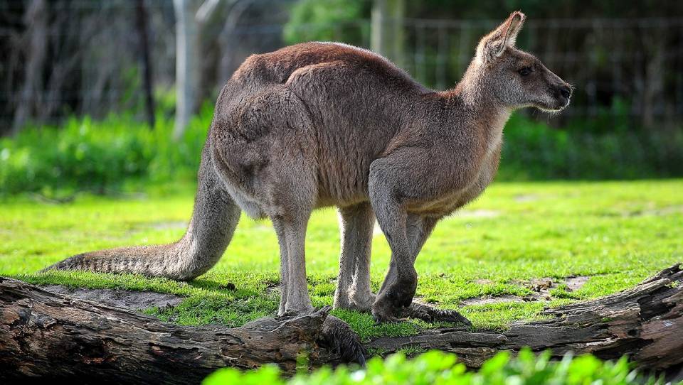 kangaroo-at-maru-wildlife-park_1017596827.jpg